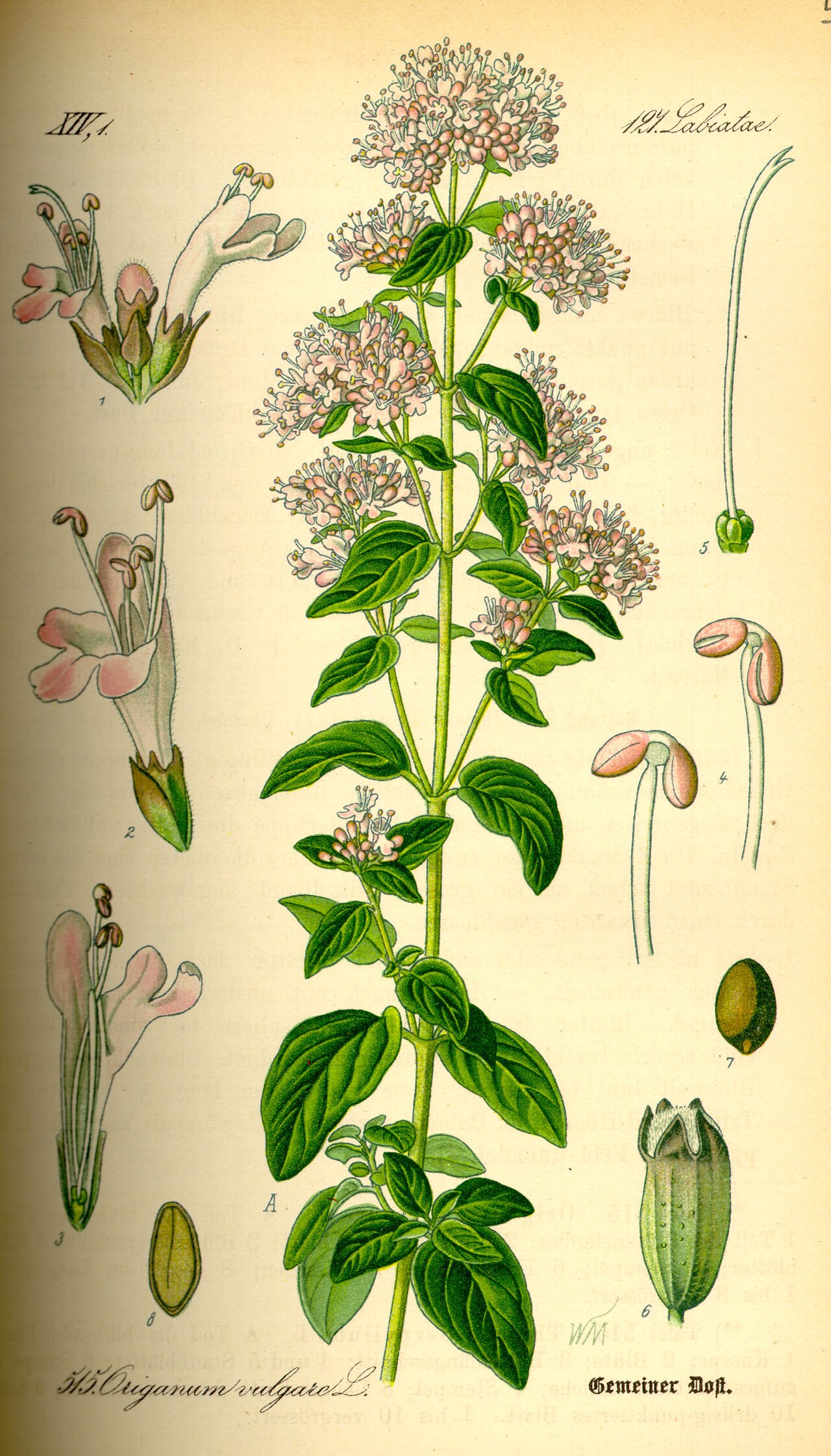 Origanum vulgare L.