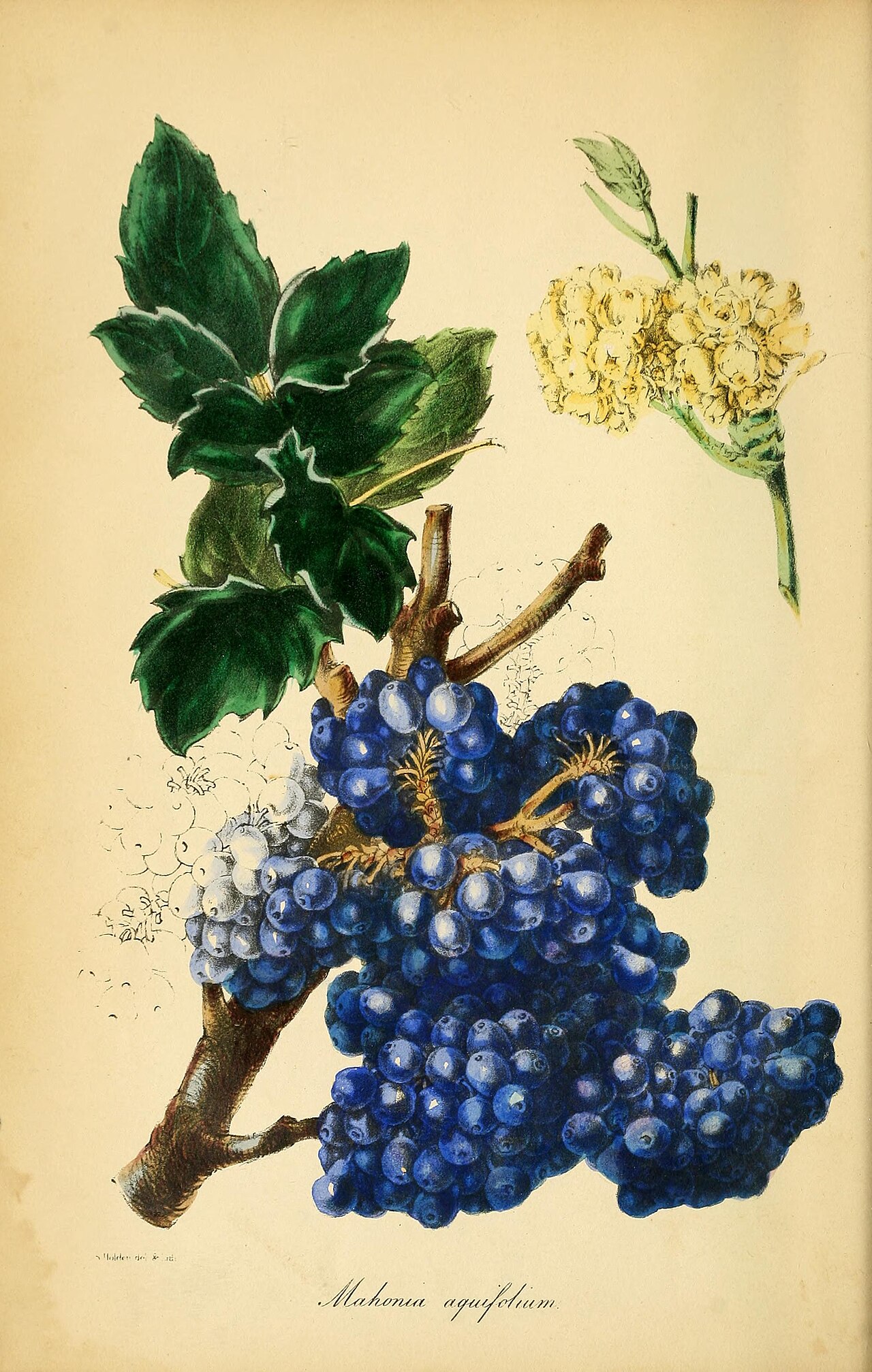 Mahonia aquifolium (Pursh) Nutt.