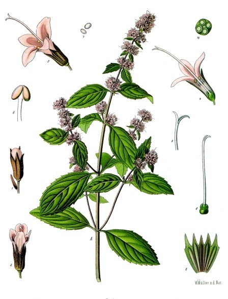 Mentha × piperita L.