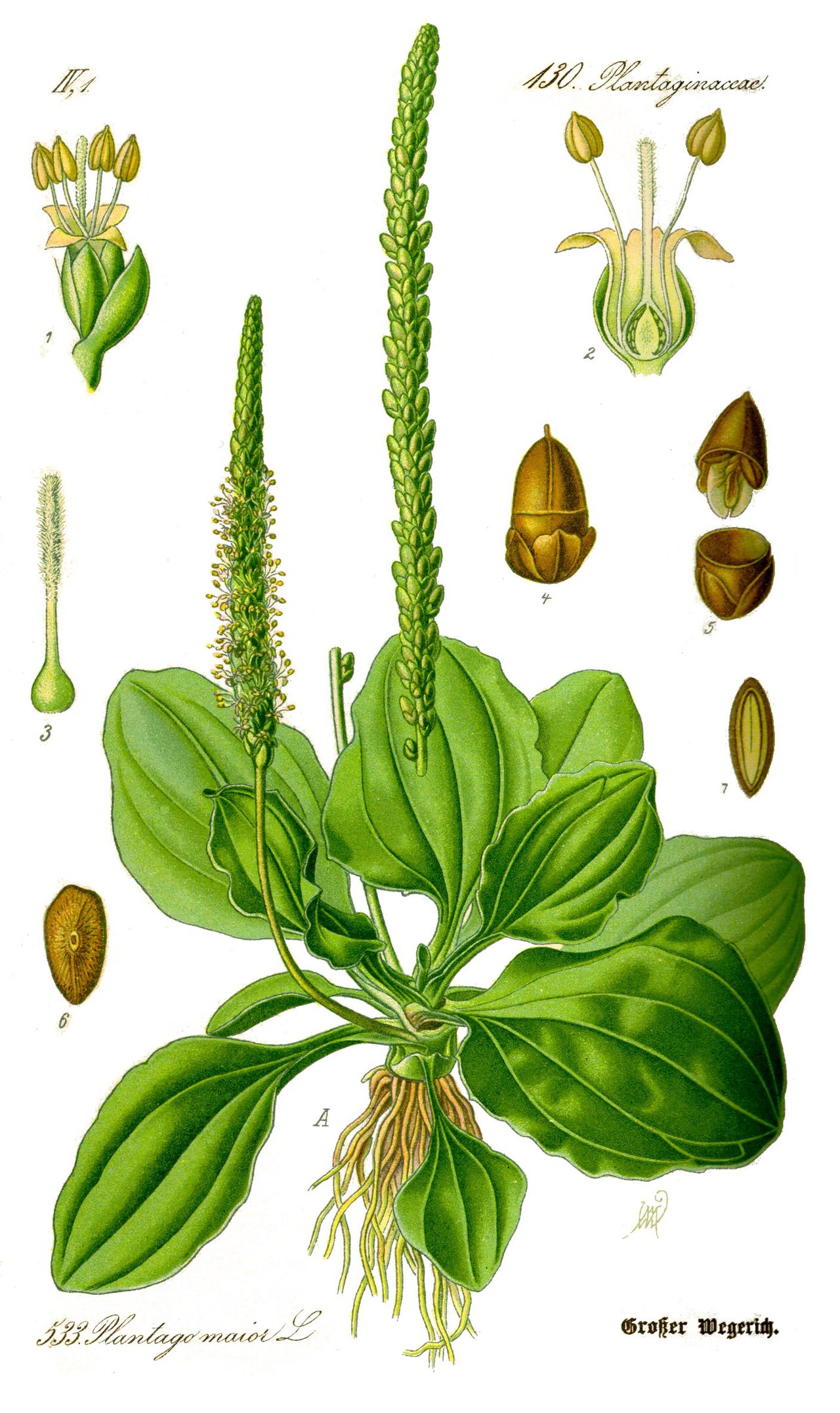 Plantago major L.