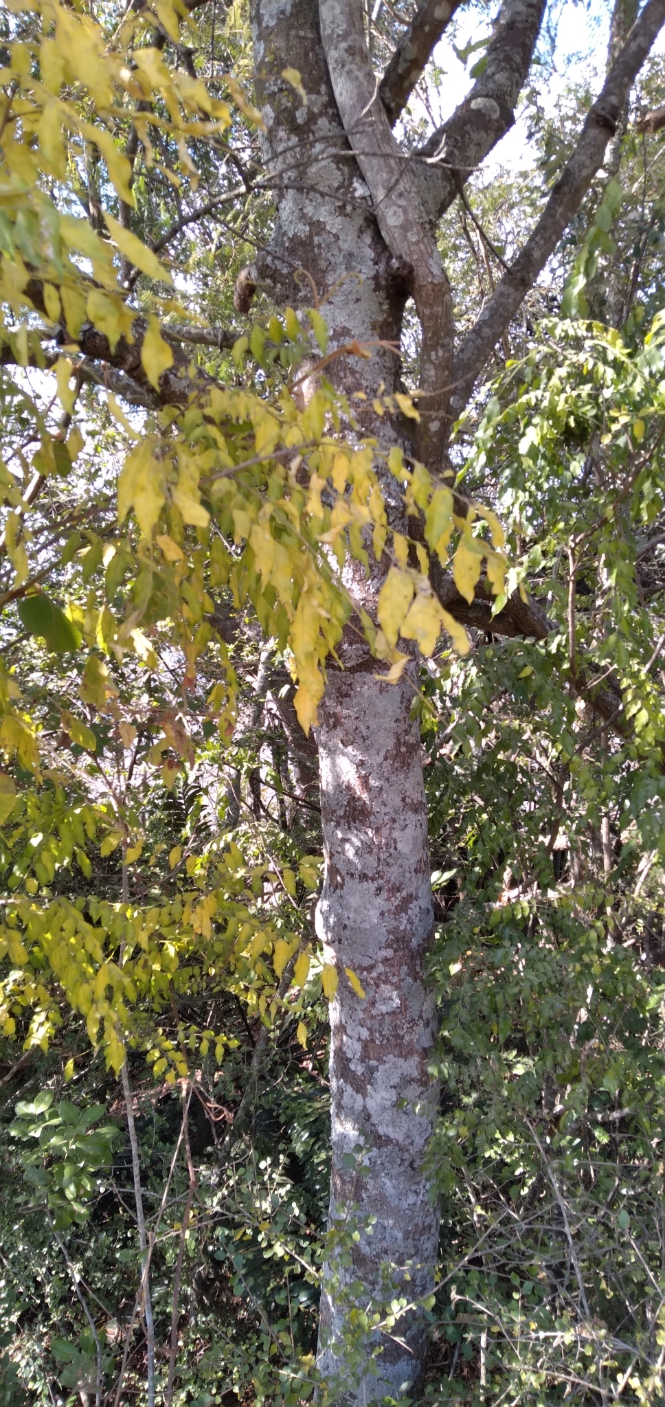 Prunus africana (Hook.f.) Kalkman