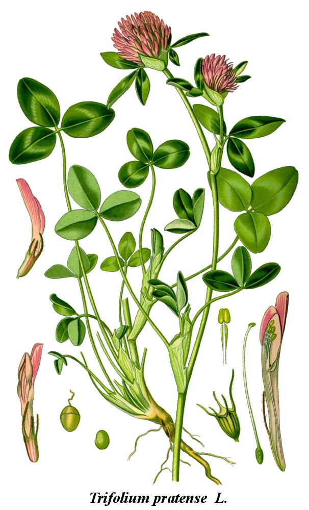 Trifolium pratense L.