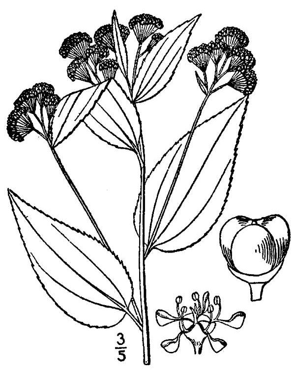 Ceanothus americanus L.