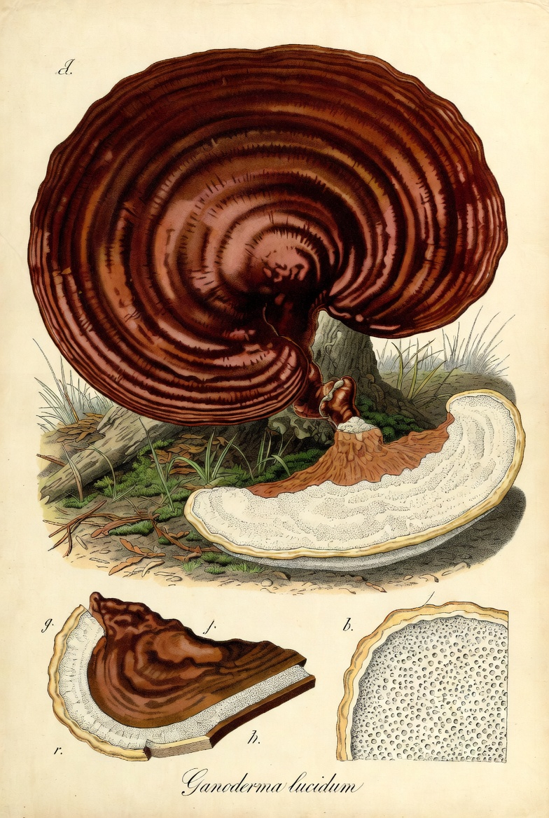 Ganoderma lucidum (Curtis) P. Karst.