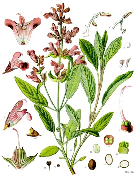 Salvia officinalis L.