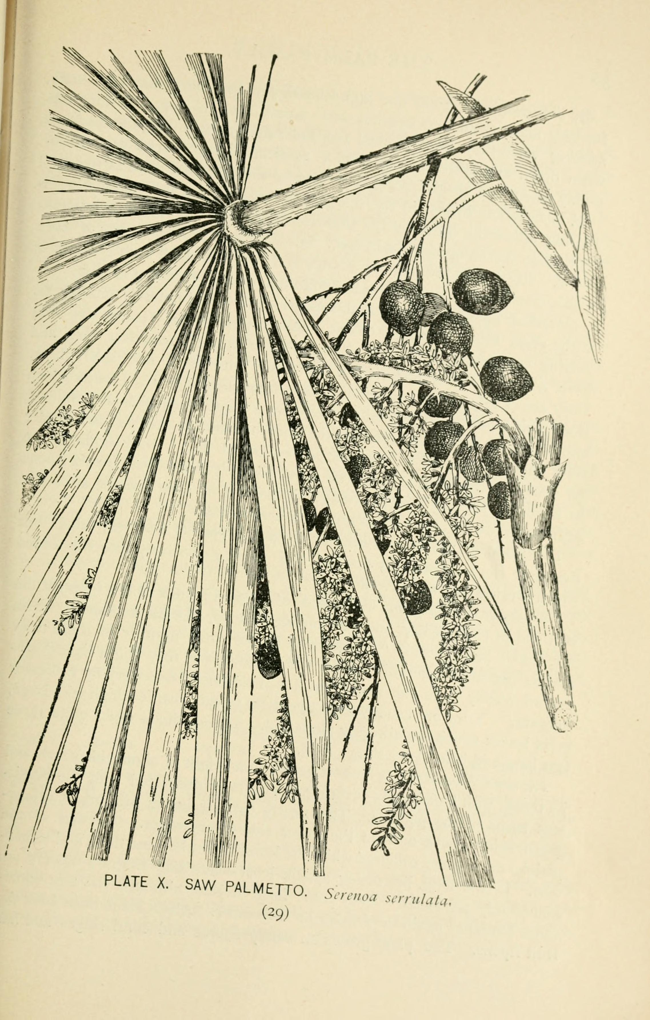 Serenoa repens (W.Bartram) Small