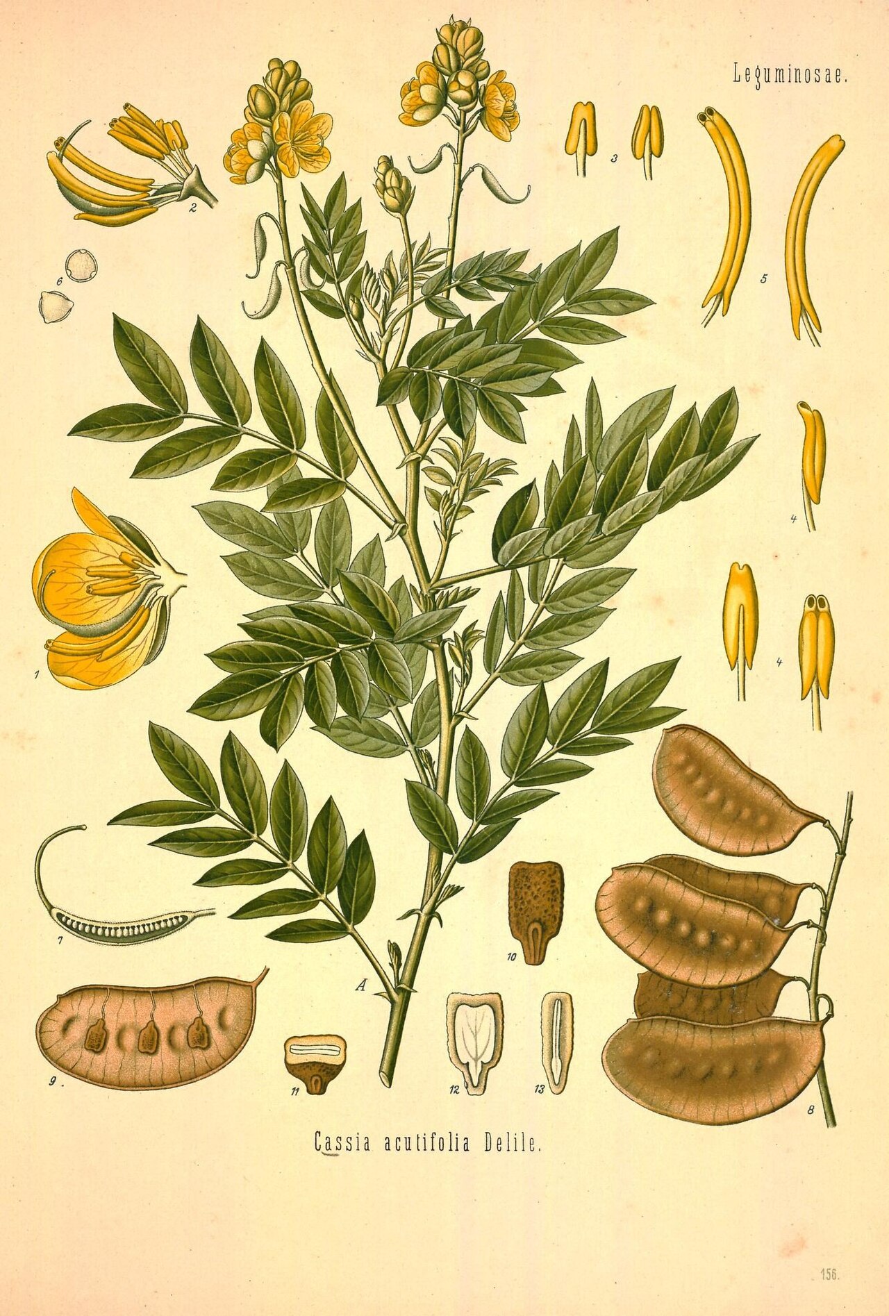 Senna alexandrina Mill.