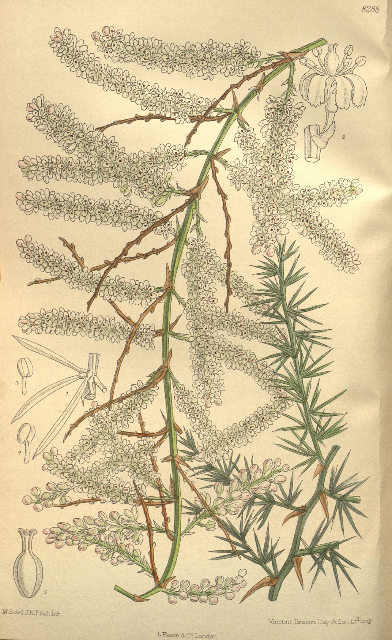 Asparagus racemosus Willd.