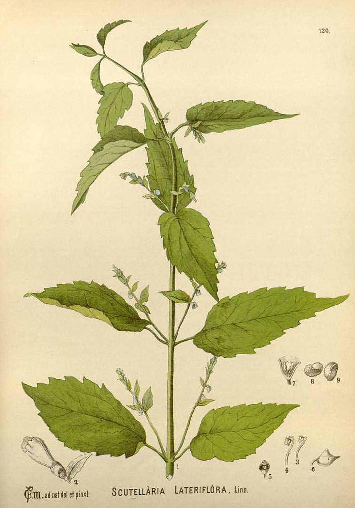 Scutellaria lateriflora L.