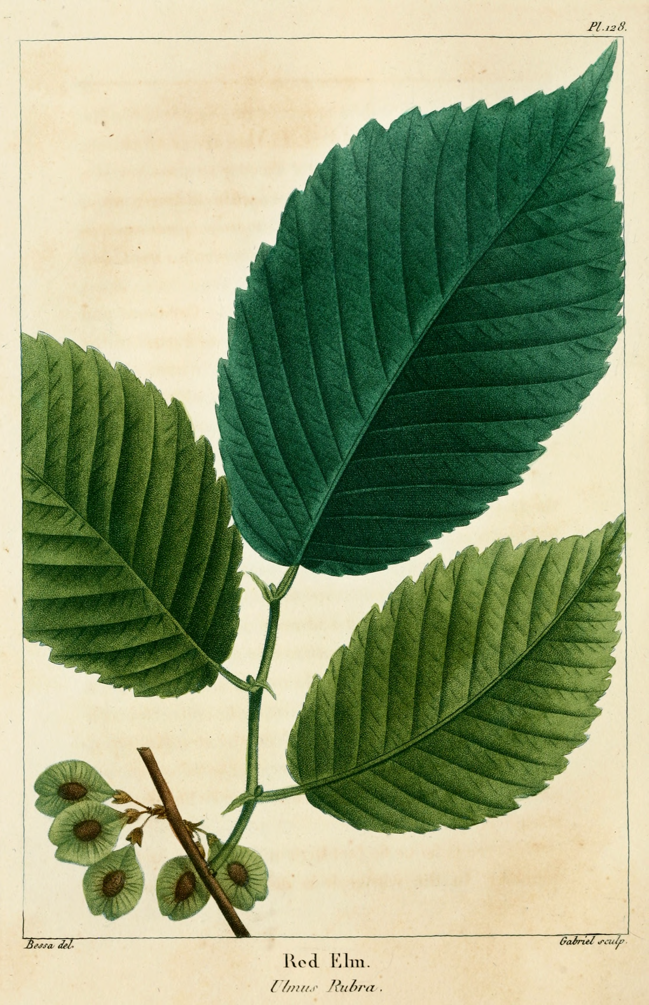 Ulmus rubra Muhl.