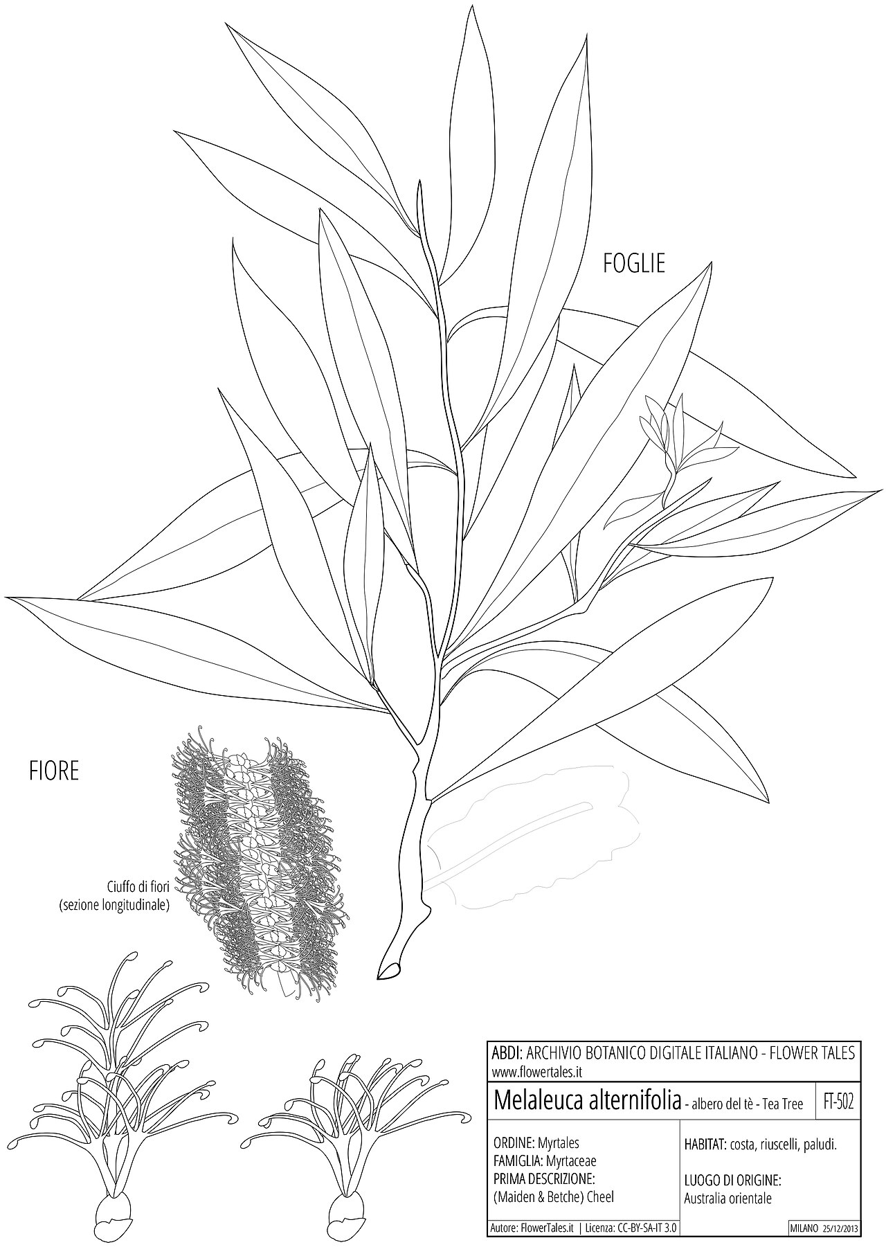 Melaleuca alternifolia (Maiden & Betche) Cheel