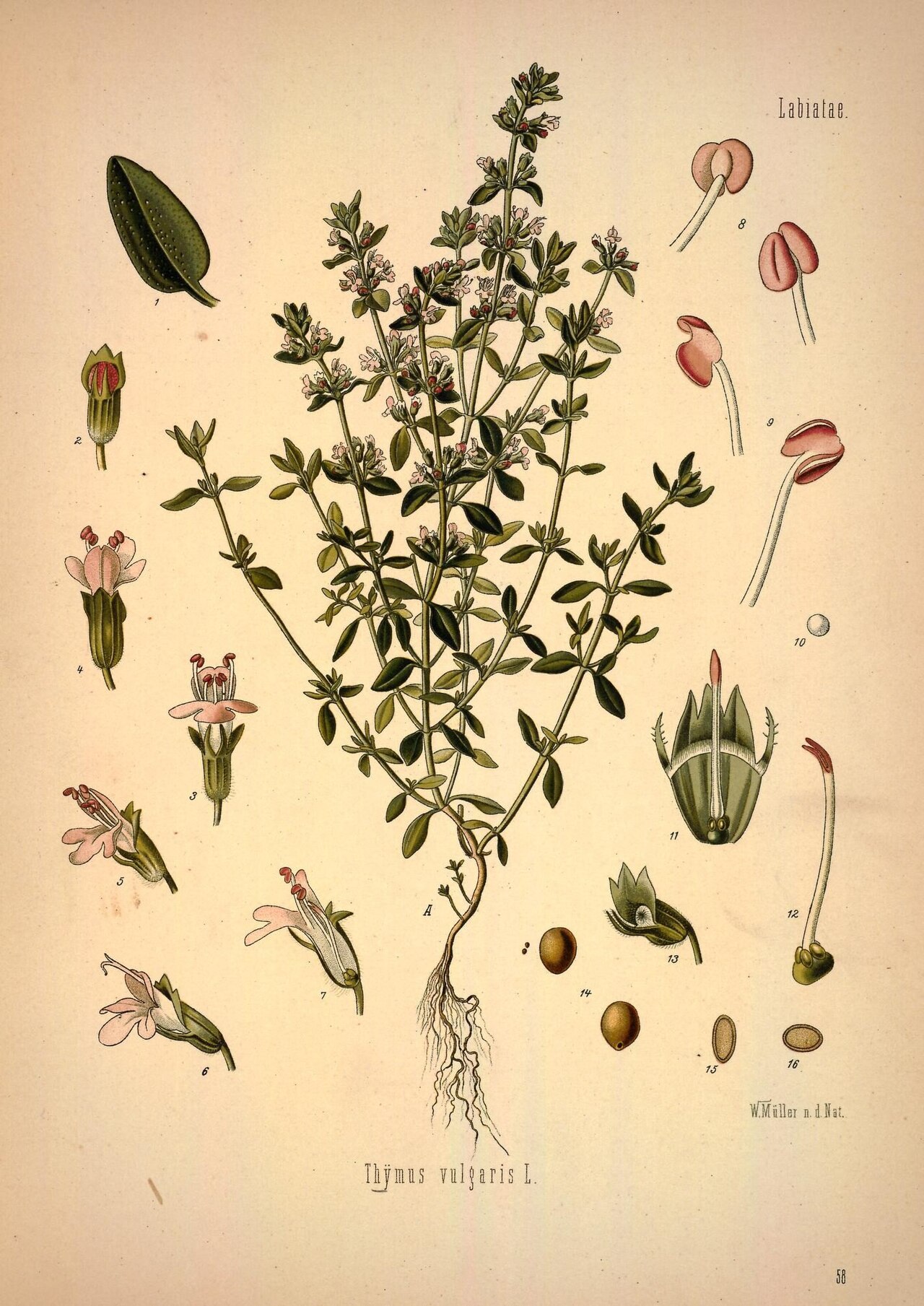 Thymus vulgaris L.