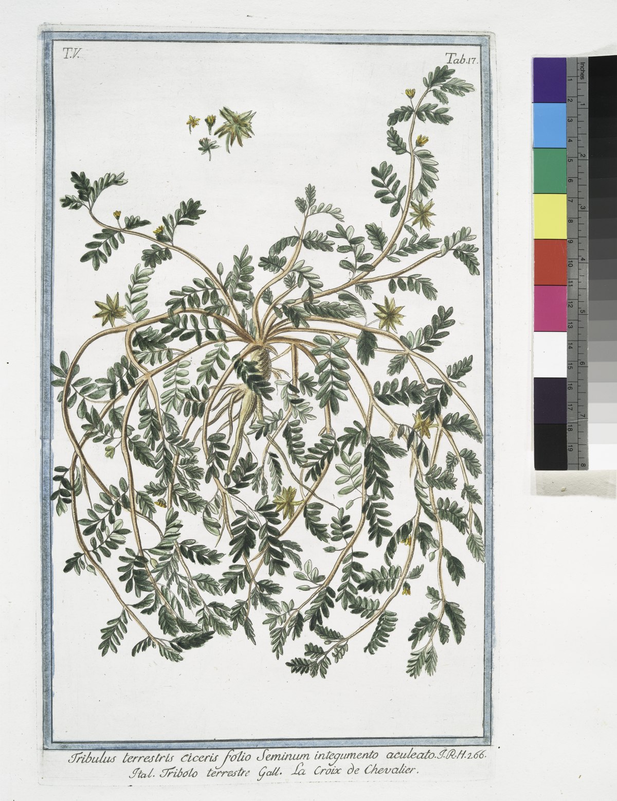 Tribulus terrestris L.