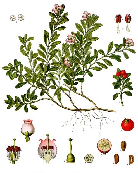 Arctostaphylos uva-ursi (L.) Spreng.