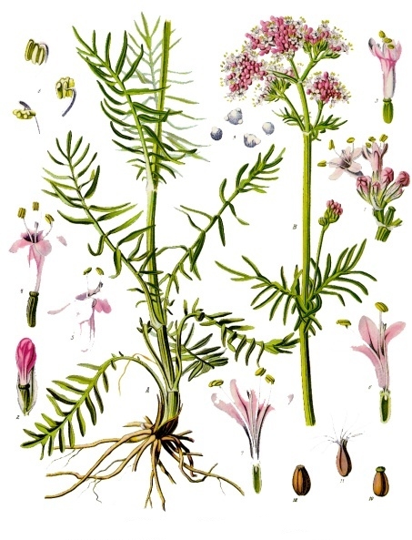 Valeriana officinalis L.