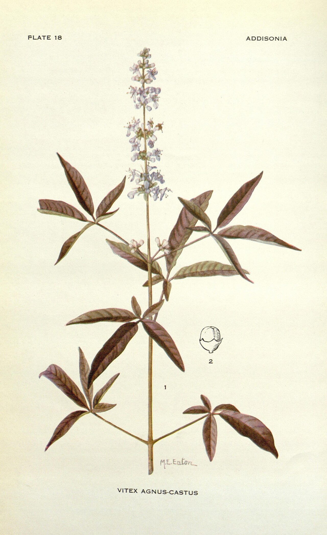 Vitex agnus-castus L.