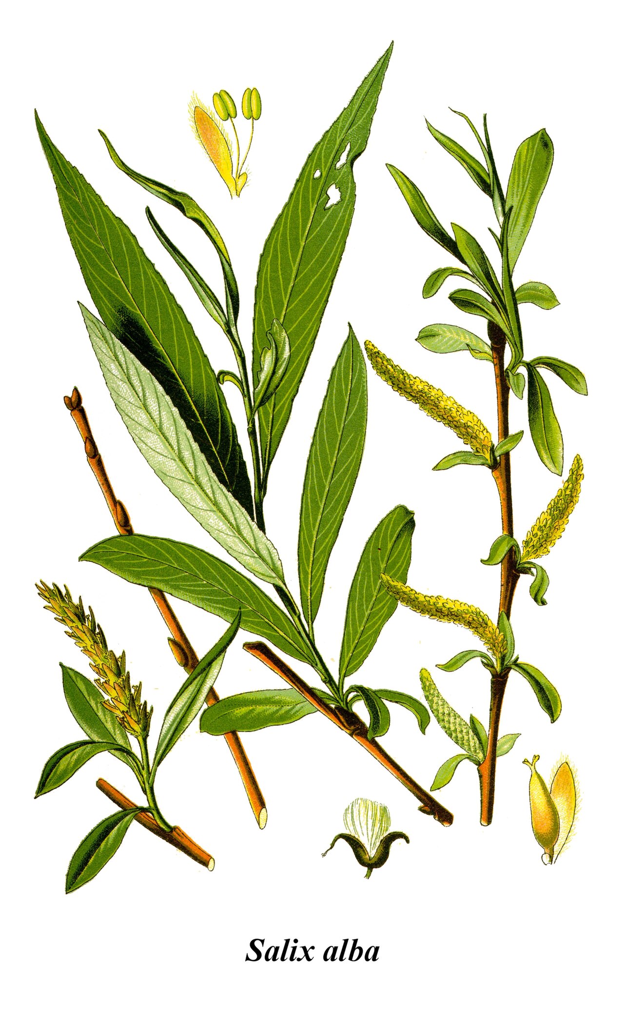Salix alba L.