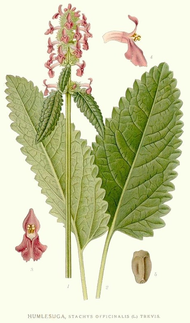 Stachys officinalis (L.) Trevis.