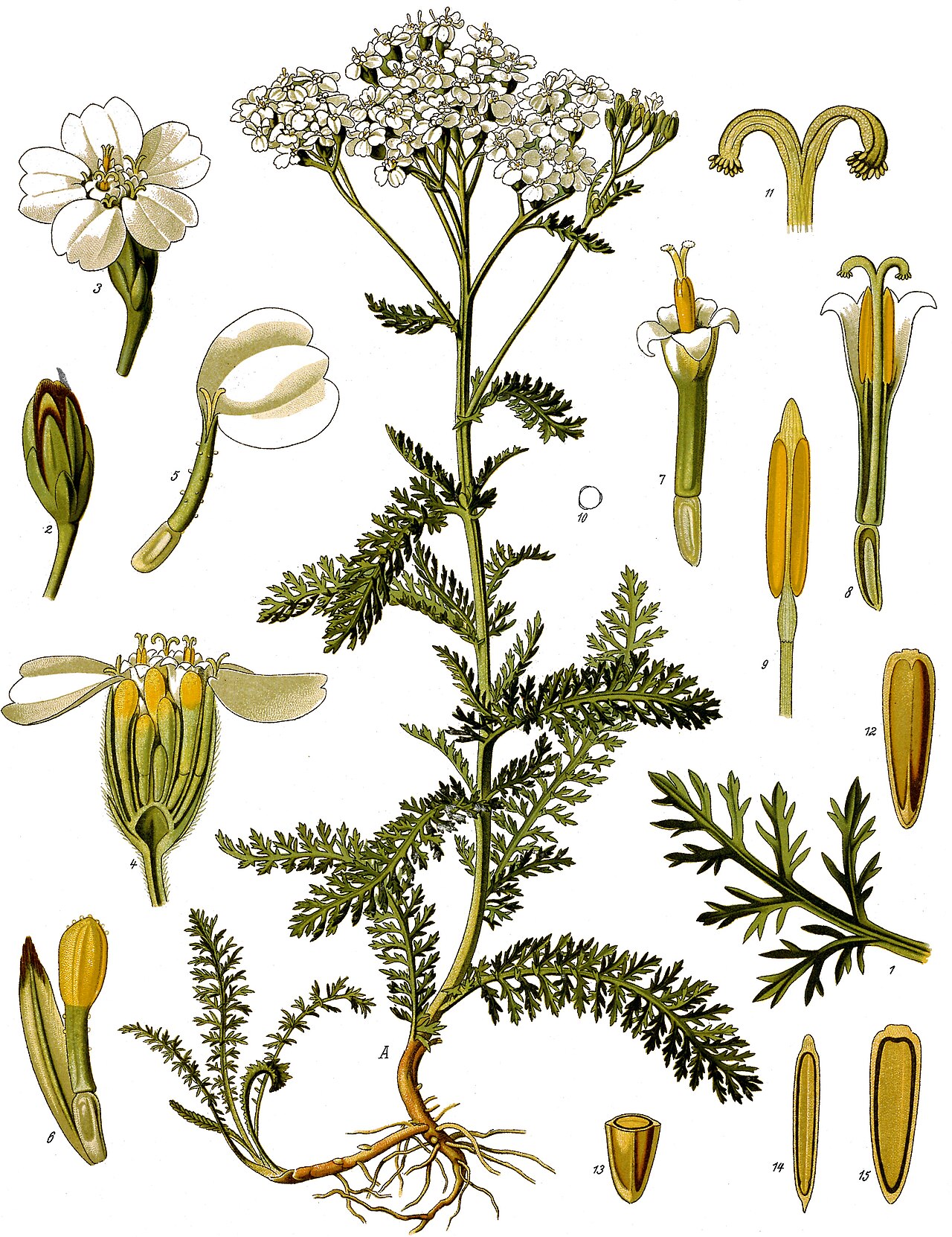 Achillea millefolium L.