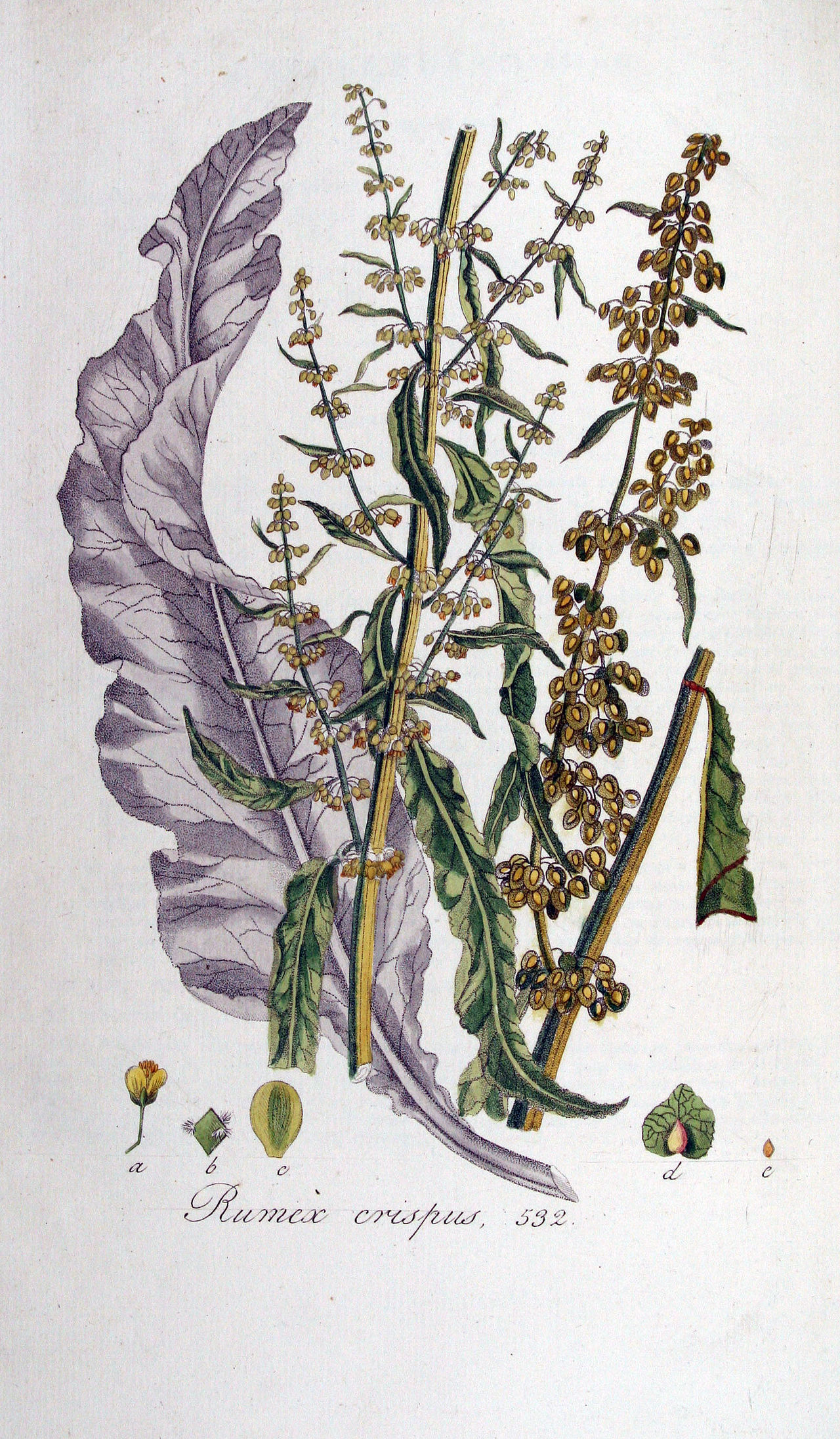 Rumex crispus L.